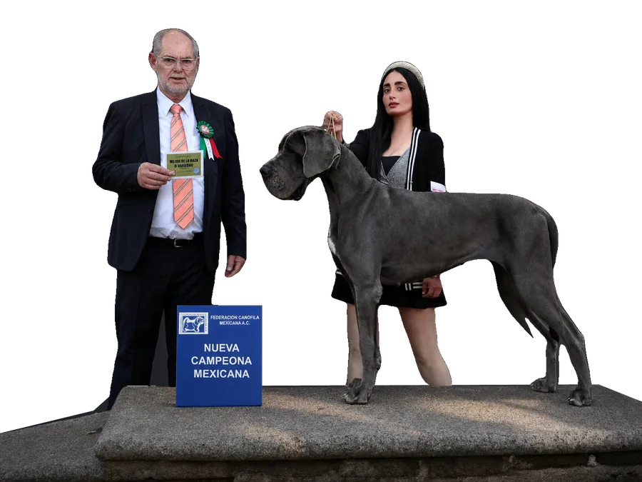 Un juez de la Federación Canófila Mexicana entrega a Liz el título de Nueva Campeona Mexicana con su gran danés azul, el 9 de noviembre de 2024.