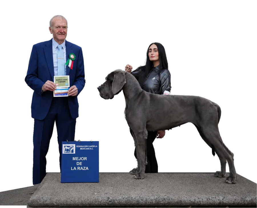 Un juez de traje azul entrega a Liz el premio a Mejor de la Raza con su gran danés azul, el 8 de noviembre de 2024.