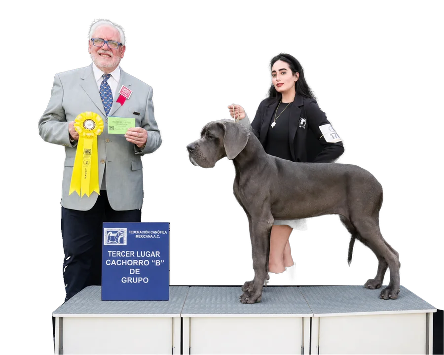Un juez con escarapela amarilla entrega a Liz el tercer lugar de cachorro «B» de grupo con su gran danés azul, el 5 de junio de 2025.