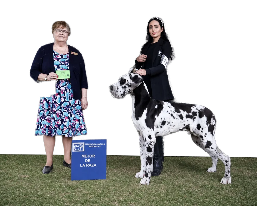 Una jueza de vestido floral entrega a Liz el premio a Mejor de la Raza con su gran danés arlequín, el 27 de mayo de 2026.