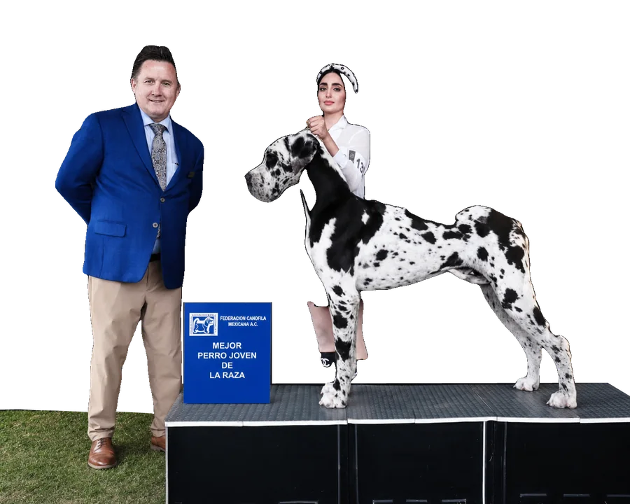Un juez de saco azul eléctrico entrega a Liz el premio a Mejor Perro Joven de la Raza con su gran danés arlequín, el 28 de mayo de 2026.