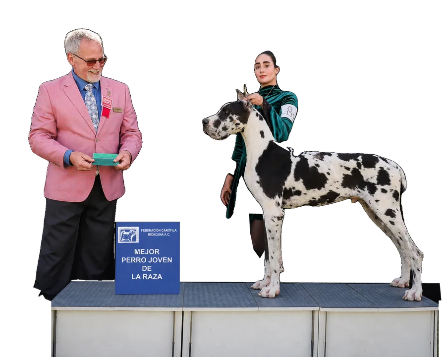 Un juez de saco rosa entrega a Liz el premio a Mejor Perro Joven de la Raza con su gran danés arlequín joven, el 7 de junio de 2025.