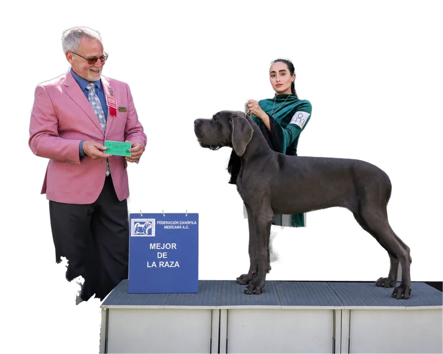 El mismo juez de saco rosa entrega a Liz el premio a Mejor de la Raza con su gran danés azul, el 7 de junio de 2025.